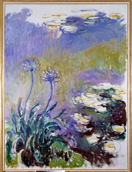 Die Agapanthus