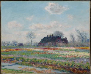 Tulpenfelder bei Sassenheim