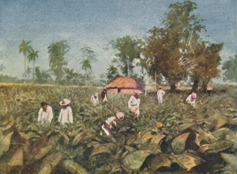Tabakplantage, Kuba, 1916