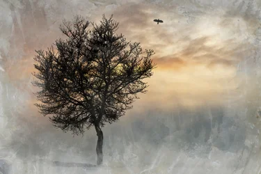 Dramatischer einsamer Baum