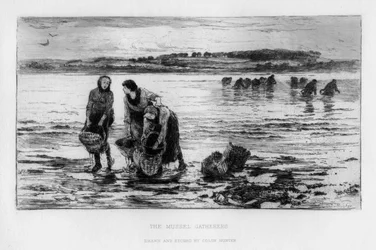 Die Muschelsammler