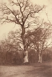Studie von Bäumen, Bois de Boulogne