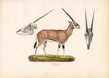 Beisa-Oryx mit Schädelansichten