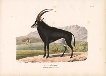 Rappenantilope