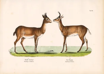 Bohor-Riedbock und Gewöhnlicher Riedbock
