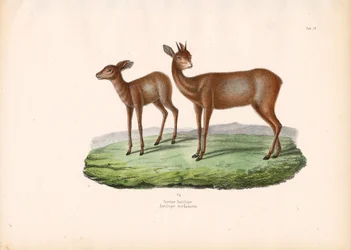 Kap-Grysbok