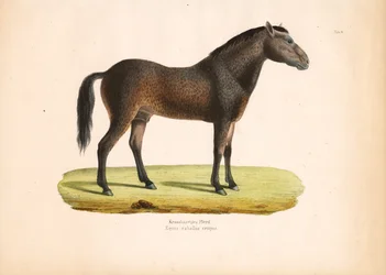 Lockenhaariges Pferd
