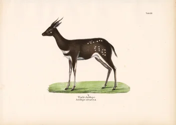 Waldantilope
