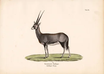 Gemsbock oder Südafrikanischer Oryx