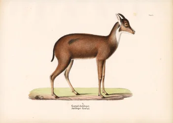 Goral-Antilope im Profil