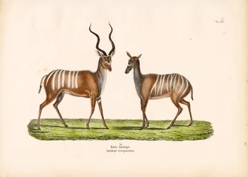 Großer Kudu in männlicher und weiblicher Form