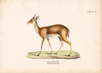 Hazenna-Antilope im Profil