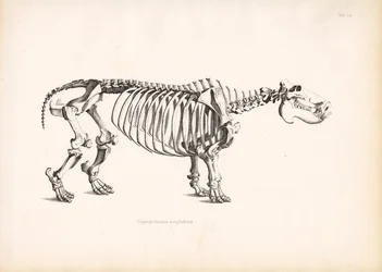 Flusspferd-Skelettanatomie