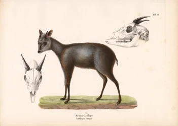 Impala mit Schädelrepräsentationen