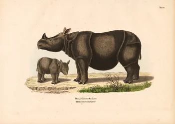 Javanisches Nashorn mit Kalb