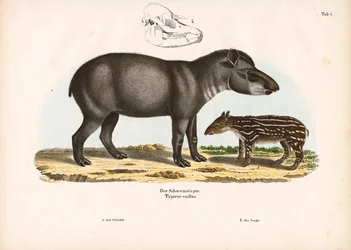 Flachlandtapir mit Jungtier