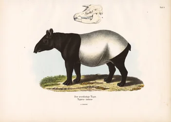 Malaiischer Tapir