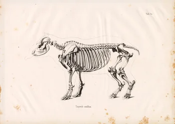 Skelett des Flachlandtapirs