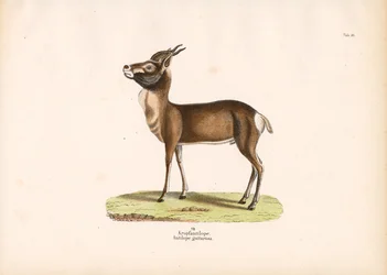 Springbock