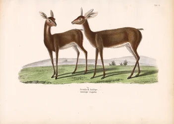 Steinböckchen