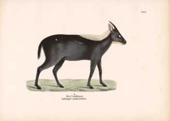 Sumatra-Serau