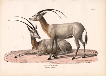 Weiße Oryx