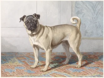 Porträt von Edwin vom Raths Mops