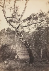 Studie einer Birke, Barbizon