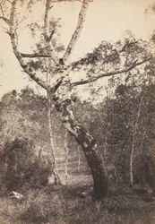 Studie einer Birke, Barbizon, 1860er-1870er Jahre