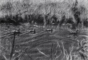 Enten im Schilf