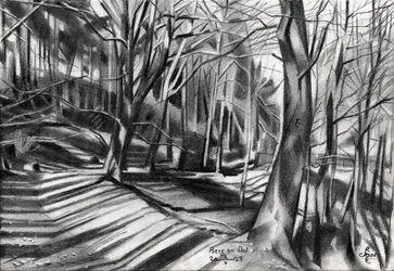 Schatten auf dem Waldweg