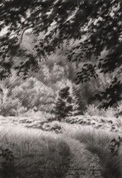 Friedlicher Waldweg