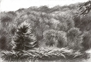 Kiefernwald Zeichnung