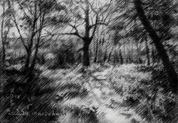 Beschatteter Waldweg