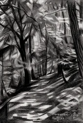 Sonniger Waldweg