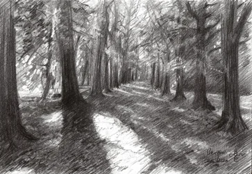 Sonniger Waldweg