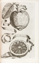Adams Apfel, Tafel 313 aus "Hesperides sive de Malorum Aureorum Cultura et Usu Libri Quatuor" von Giovanni Battista Ferrari, 1646