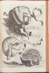 Gehörnte Orange, Tafel 409 aus "Hesperides sive de Malorum Aureorum Cultura et Usu Libri Quatuor" von Giovanni Battista Ferrari, 1646