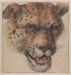 Der Kopf eines Leoparden