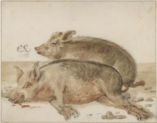 Zwei Schweine