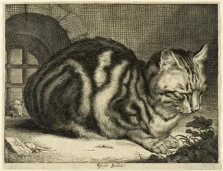 Die große Katze