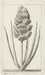 Hyazinthe