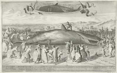 Pottwal gestrandet bei Egmond aan Zee, 1764