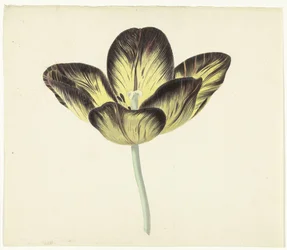 Tulpe namens Bizard Egiptienne