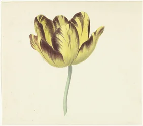 Tulpe namens Bizard Le Febure Nr. 1