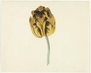 Tulpe namens Bizard Leodie