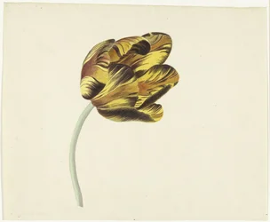 Tulpe namens Bizard Phoenix