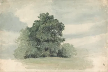 Studie von Bäumen am Feldrand