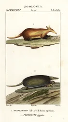 Erdferkel und Riesengürteltier