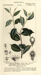 Adlerholz, Aquilaria malaccensis, kritisch gefährdet